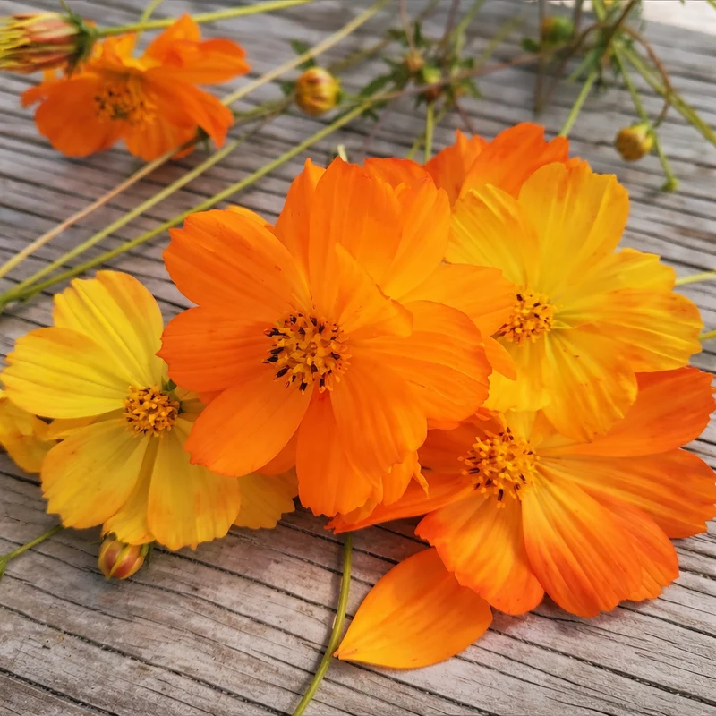 Cosmos sulfureux ( Cosmos sulphureus )