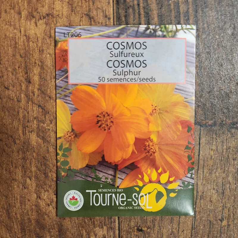 Cosmos sulfureux ( Cosmos sulphureus )