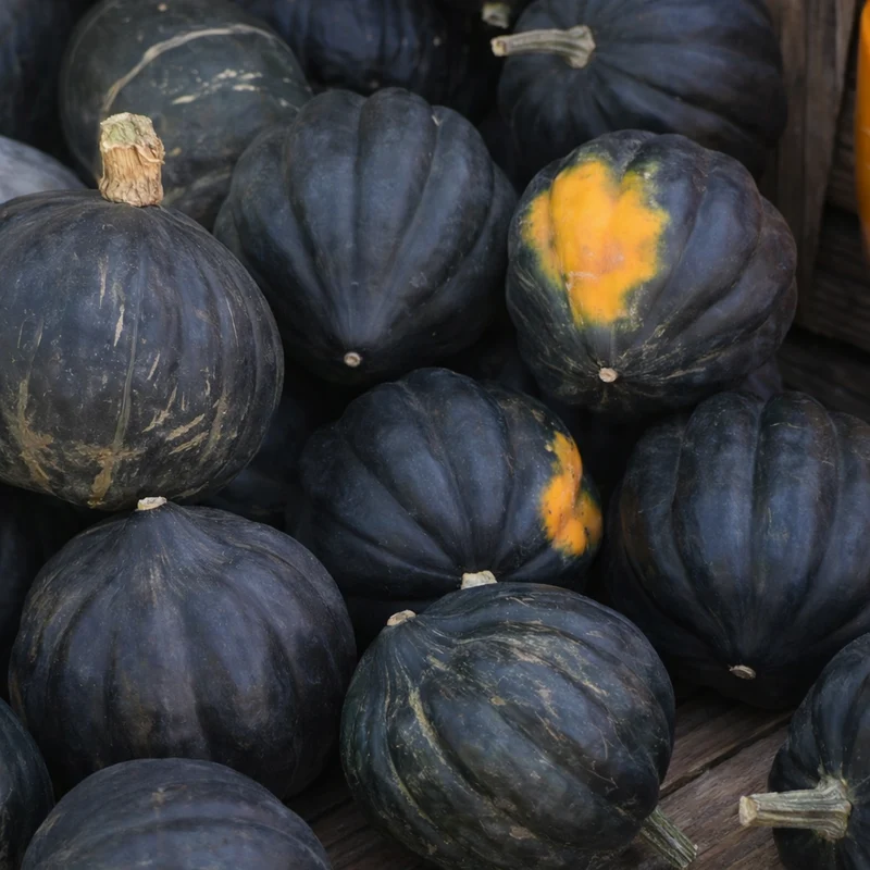Courge poivrée ‘Table King’ ( Cucurbita pepo )