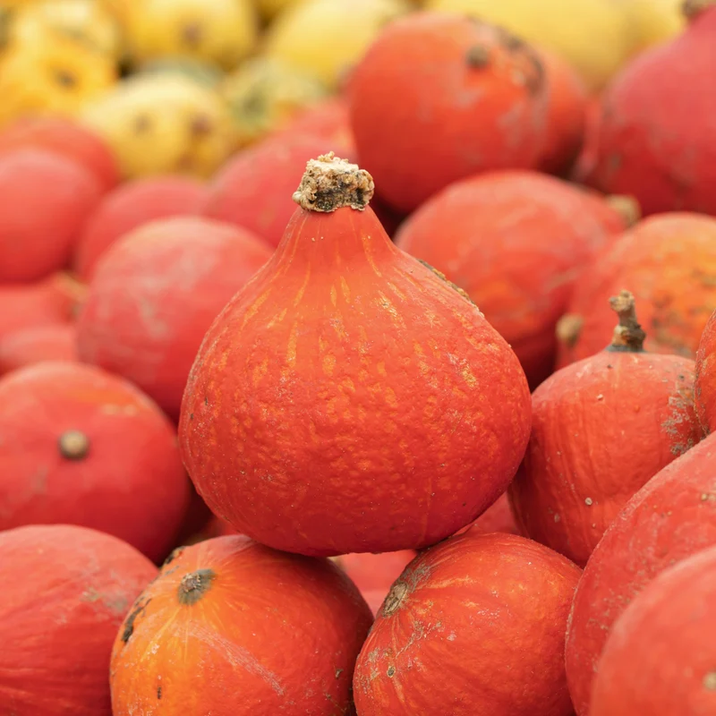 Courge ‘Red Kuri’ ( Cucurbita maxima )