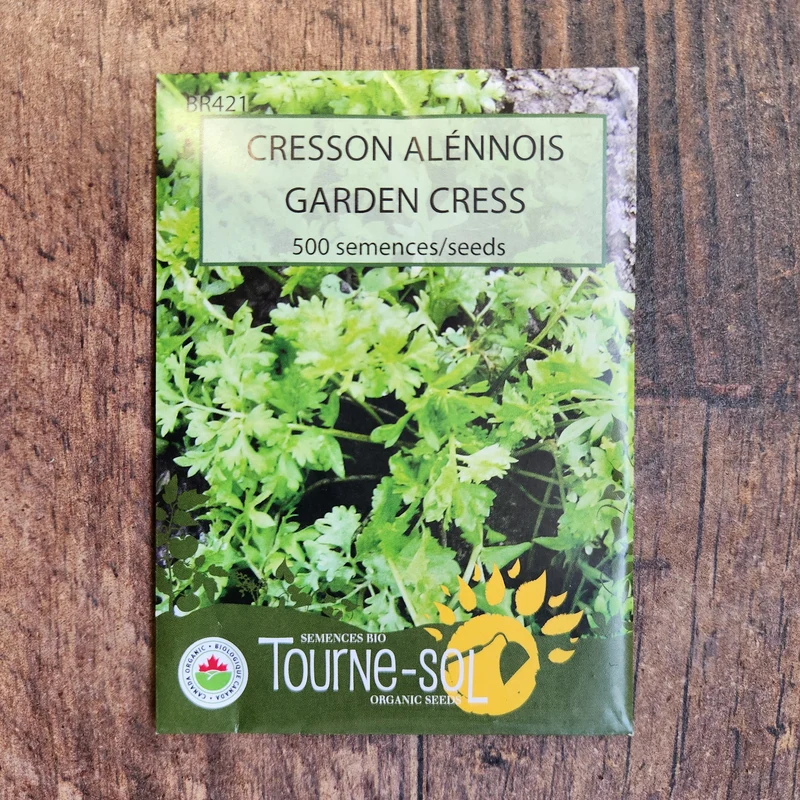 Cresson alénois ( Lepidium sativum )
