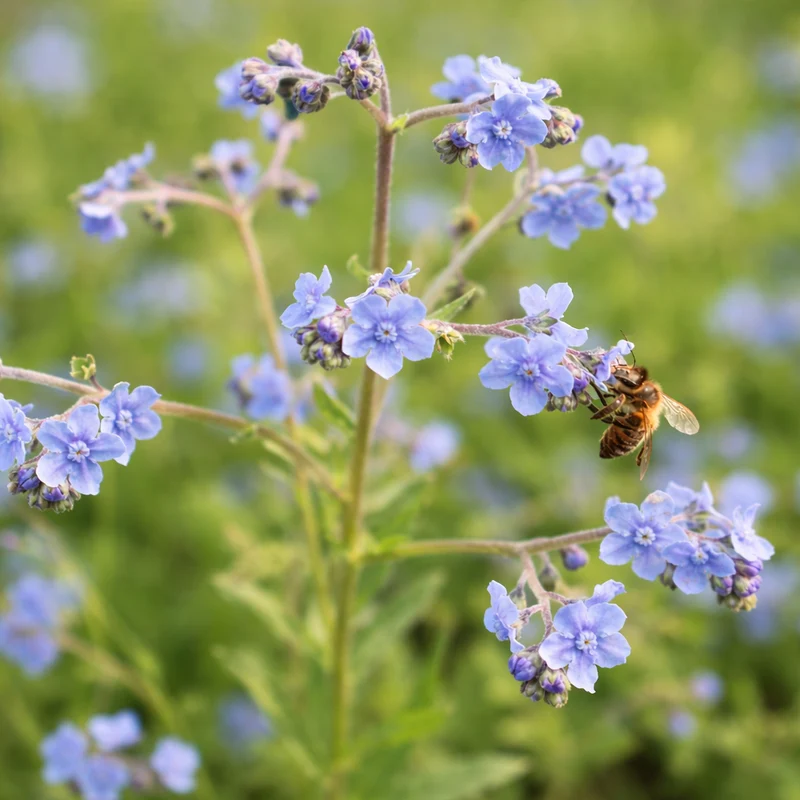 Cynoglossum ‘Blue Chinese Forget-Me-Not’ ( Cynoglossum amabile )