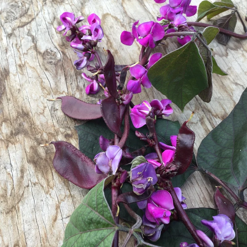 Dolique d'Égypte ( Lablab purpureus )