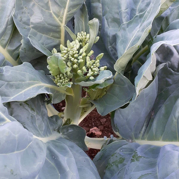 Brocoli ‘Gai Lan Blue Star’ ( Brassica oleracea )