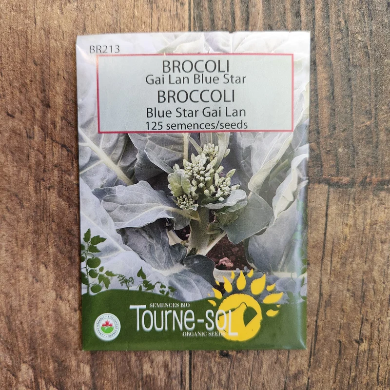 Brocoli ‘Gai Lan Blue Star’ ( Brassica oleracea )