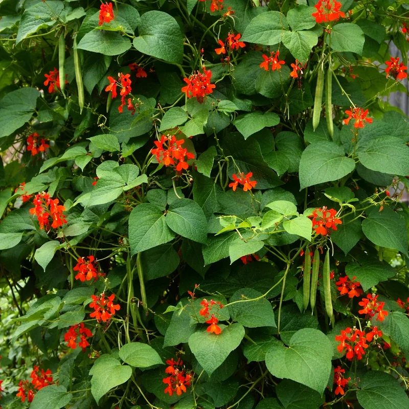 Haricot d’Espagne ‘Scarlet Runner’ ( Phaseolus coccineus )