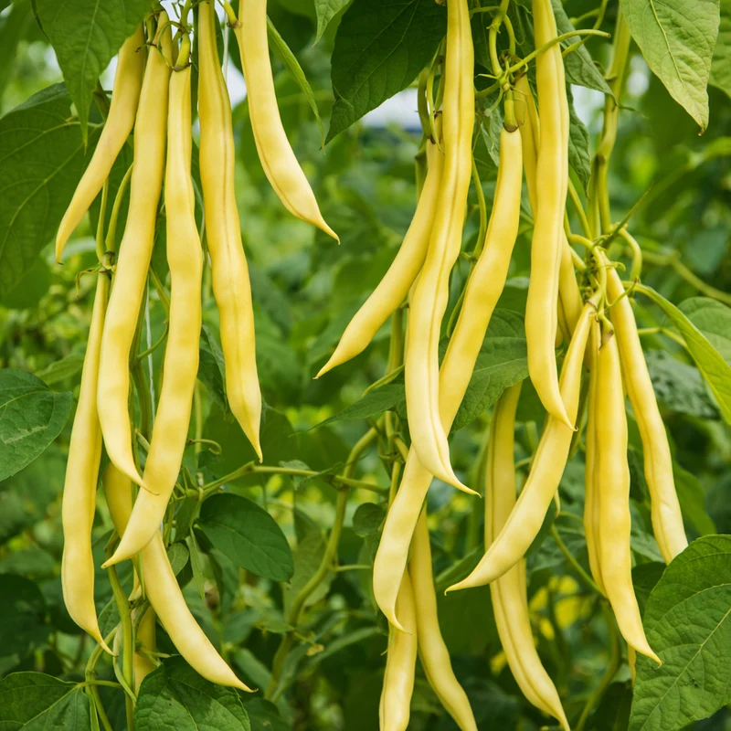 Haricot grimpant ‘Monte Gusto’ ( Phaseolus vulgaris )