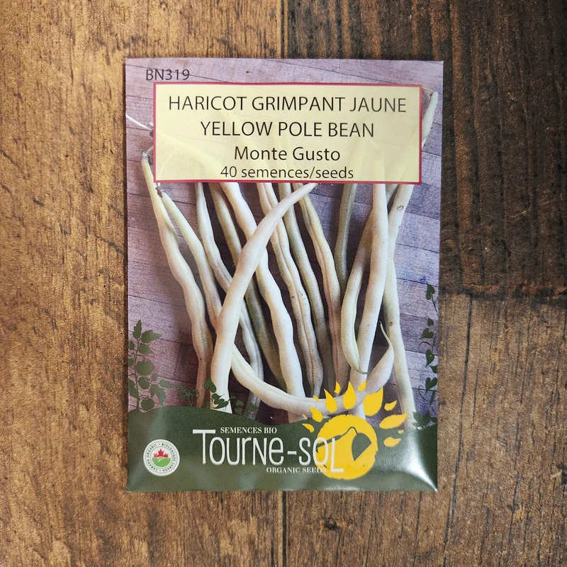 Haricot grimpant ‘Monte Gusto’ ( Phaseolus vulgaris )