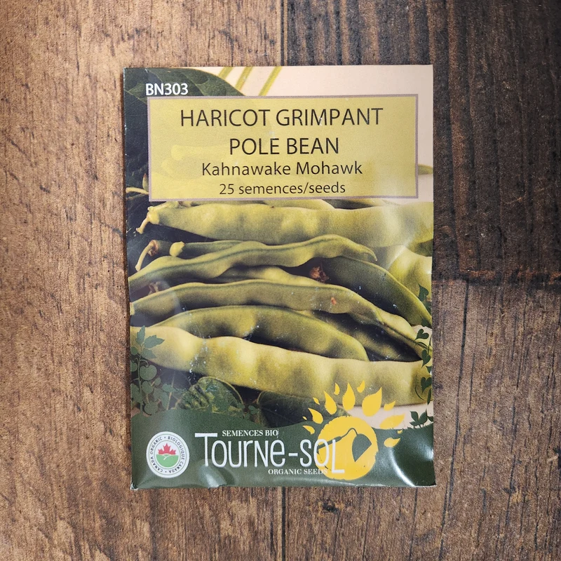 Haricot grimpant ‘Kahnawake Mohawk’ ( Phaseolus vulgaris )