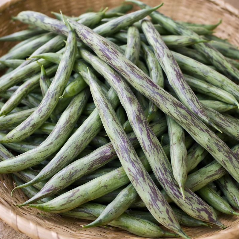 Haricot grimpant ‘Rattlesnake’ ( Phaseolus vulgaris )