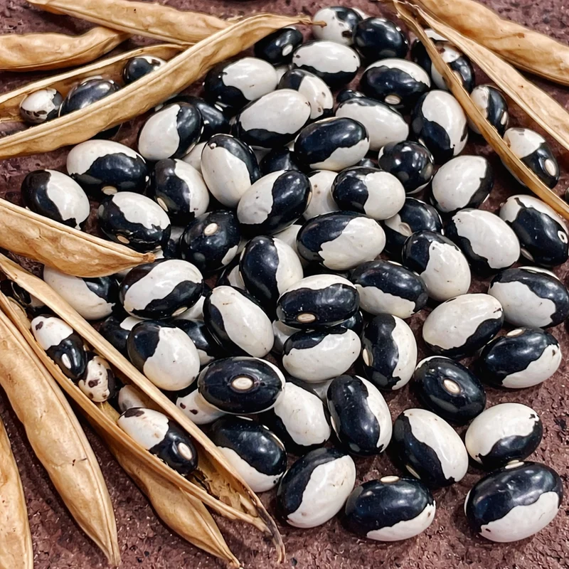 Haricot nain sec ‘Orca’ ( Phaseolus vulgaris )