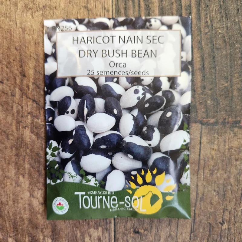 Haricot nain sec ‘Orca’ ( Phaseolus vulgaris )