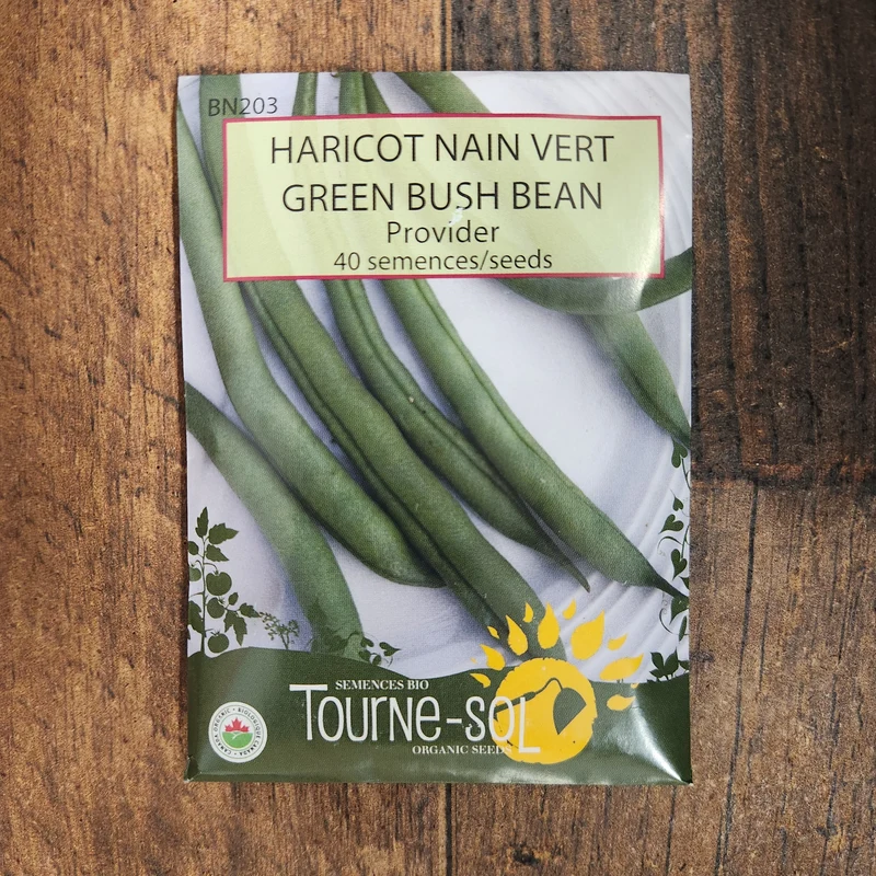 Haricot nain vert ‘Provider’ ( Phaseolus vulgaris )