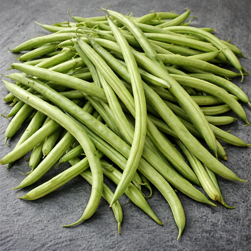 Haricot nain vert ‘Maxibel’ ( Phaseolus vulgaris )