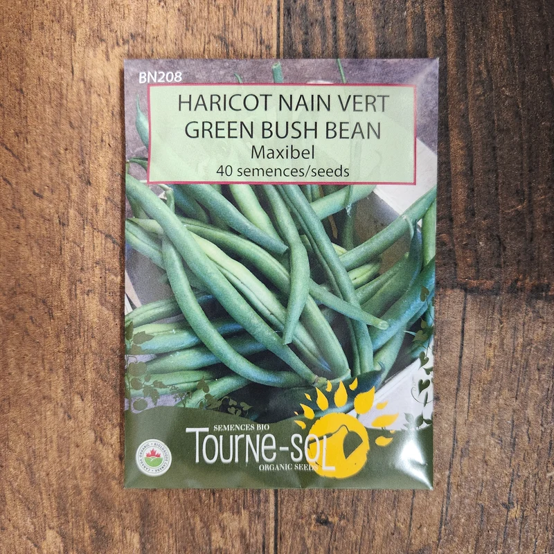 Haricot nain vert ‘Maxibel’ ( Phaseolus vulgaris )