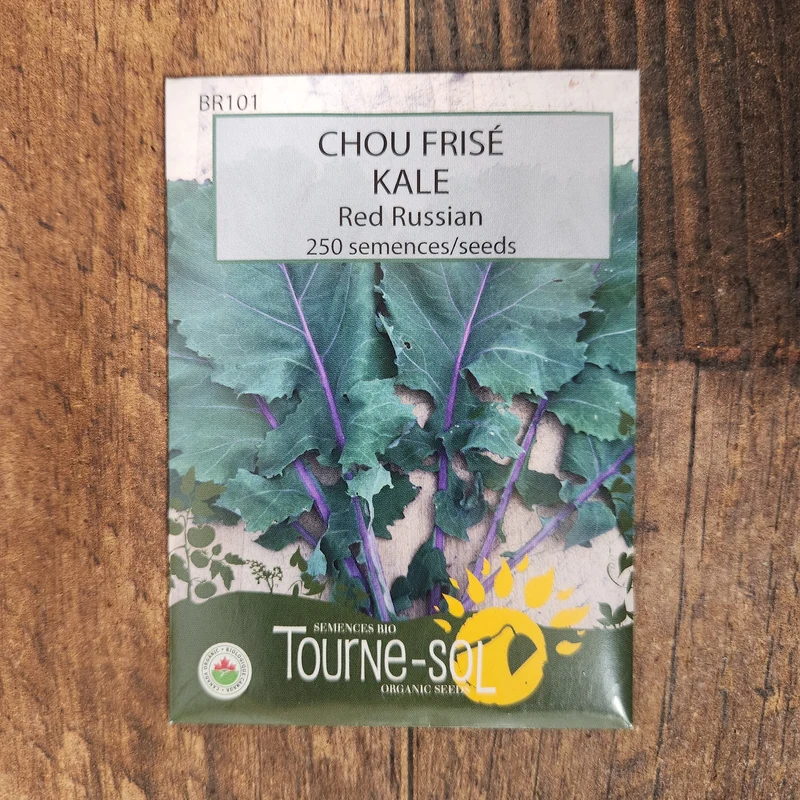 Chou frisé ‘Red Russian’ ( Brassica napus var. pabularia )