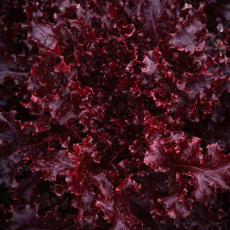 Laitue feuille de chêne ‘Red Salad Bowl’ ( Lactuca sativa )