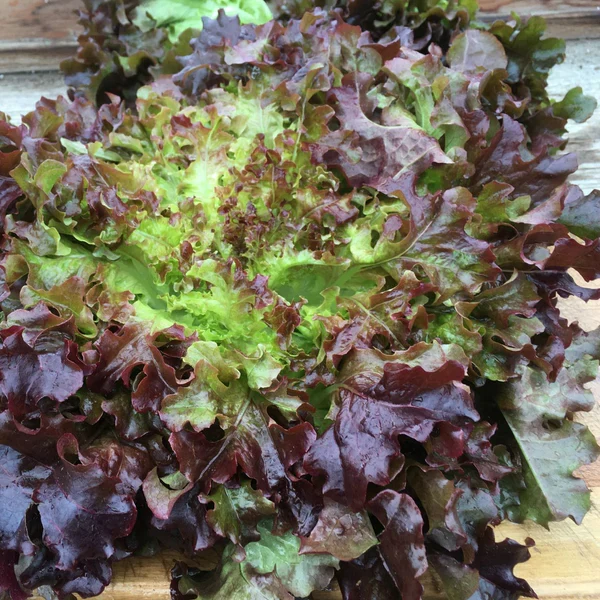 Laitue feuille de chêne rouge ( Lactuca sativa )