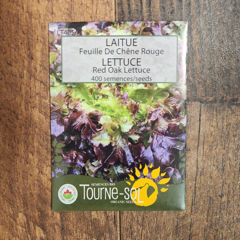 Laitue feuille de chêne rouge ( Lactuca sativa )