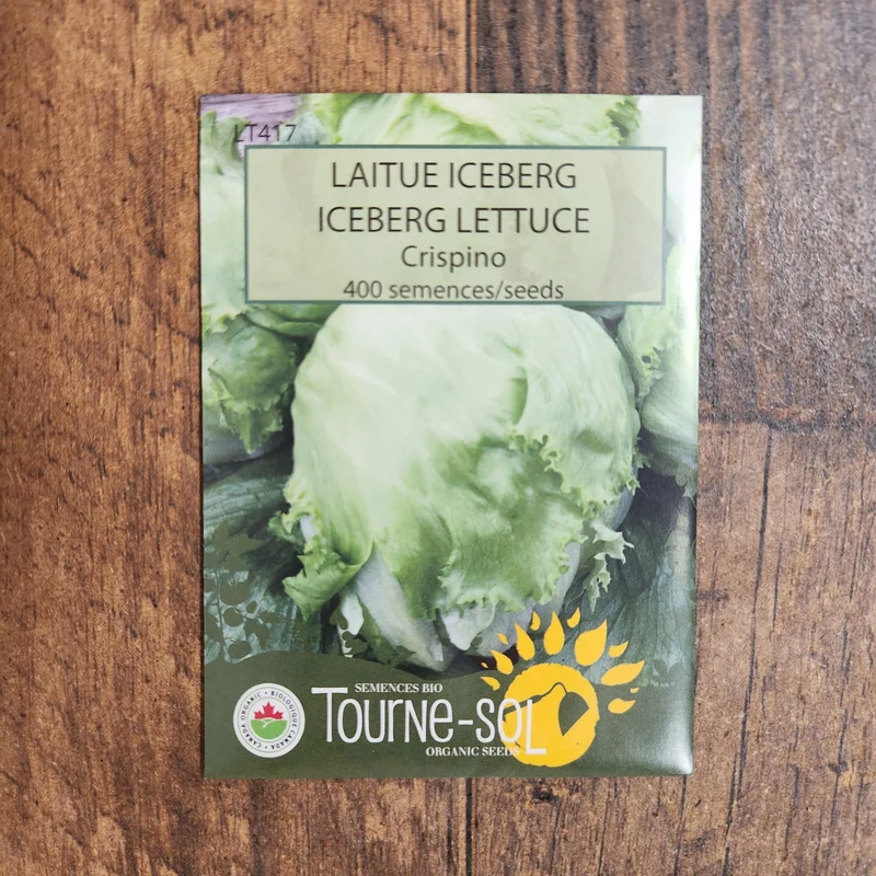 Laitue iceberg ‘Crispino’ ( Lactuca sativa )