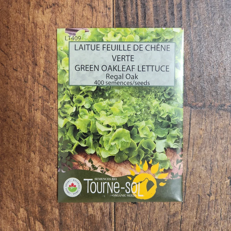 Laitue feuille de chêne verte ‘Regal Oak’ ( Lactuca sativa )