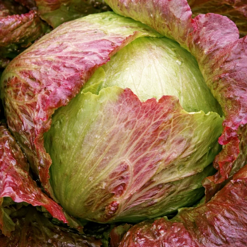 Laitue iceberg rouge ( Lactuca sativa )