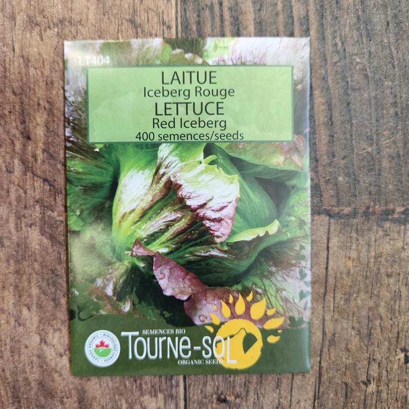 Laitue iceberg rouge ( Lactuca sativa )