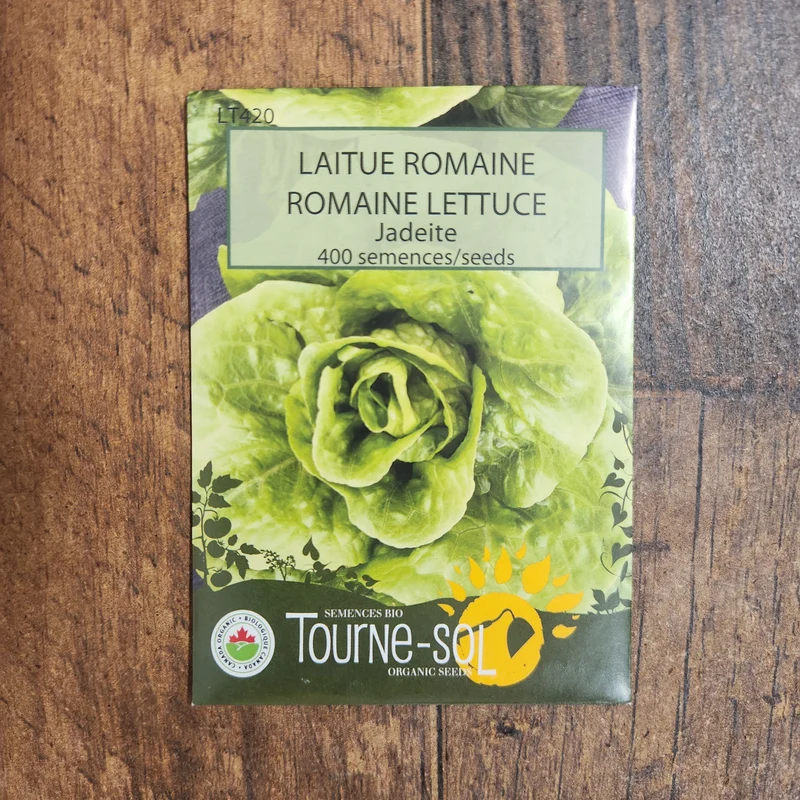 Laitue romaine ‘Jadeite’ ( Lactuca sativa )