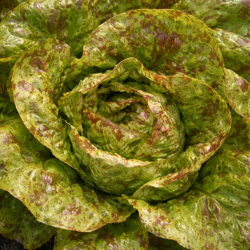 Laitue romaine ‘Flashy Trout Back’ ( Lactuca sativa )