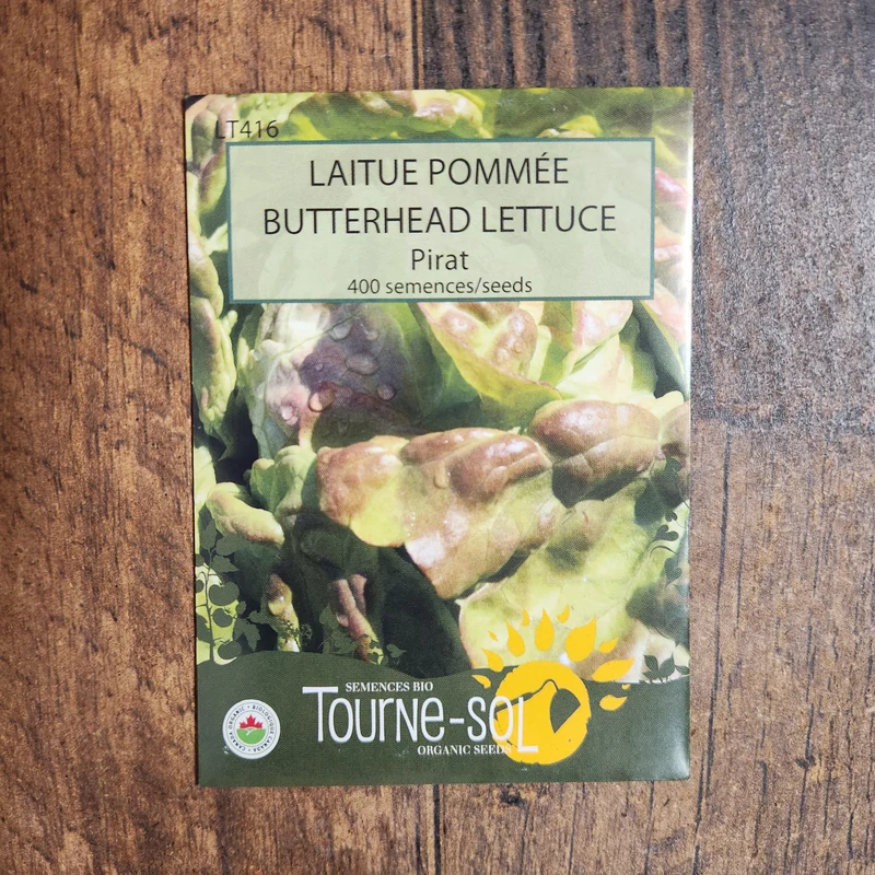 Laitue pommée ‘Pirat’ ( Lactuca sativa )