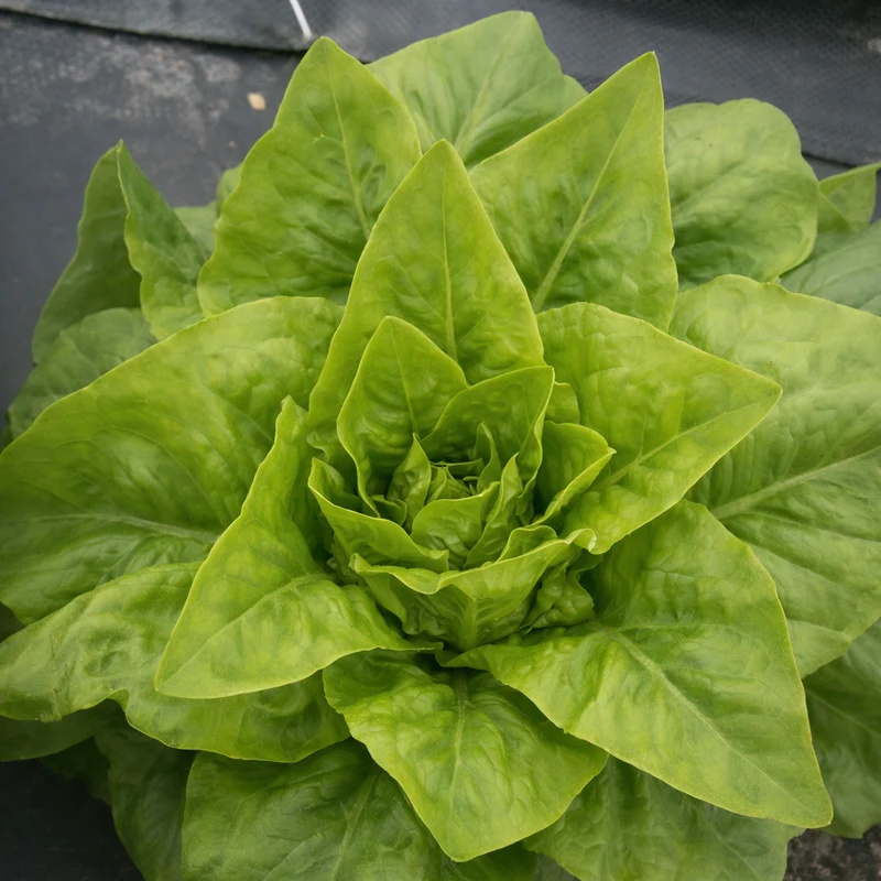 Laitue verte ‘Deer Tongue’ ( Lactuca sativa )