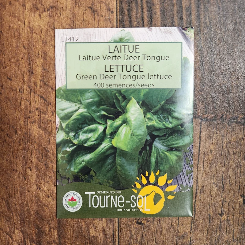 Laitue verte ‘Deer Tongue’ ( Lactuca sativa )