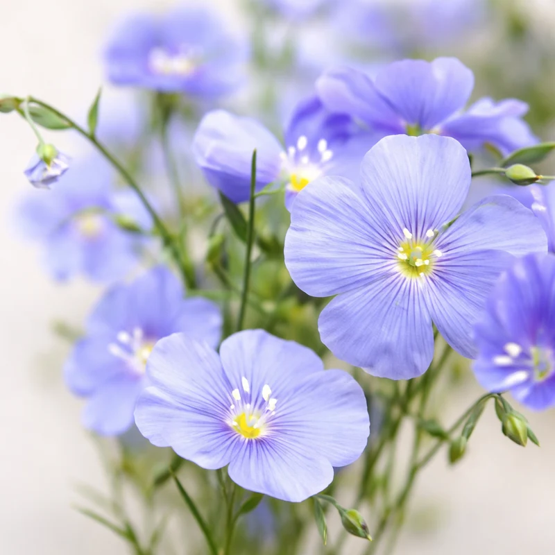 Lin bleu ( Linum usitatissimum )