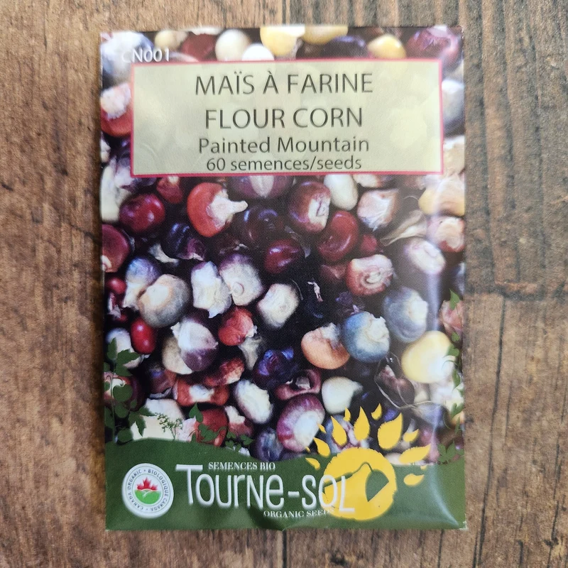 Maïs à farine ‘Painted Mountain’ ( Zea mays )