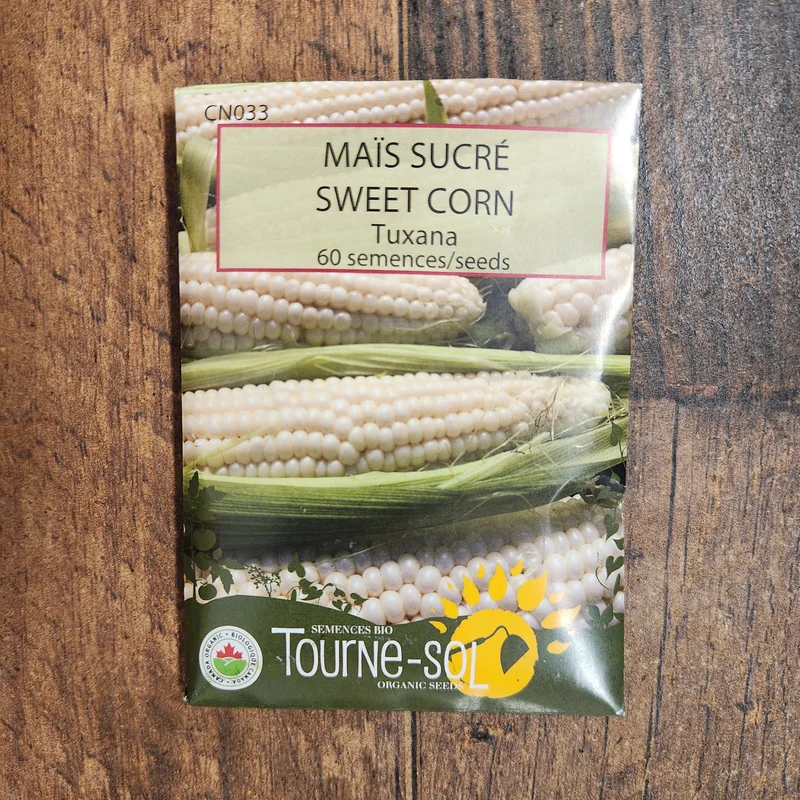 Maïs sucré ‘Tuxana’ ( Zea mays )