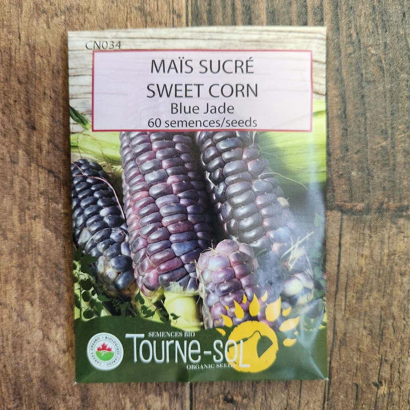 Maïs sucré ‘Blue Jade’ ( Zea mays )