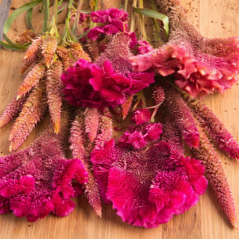 Mélange de célosies ( Celosia cristata )
