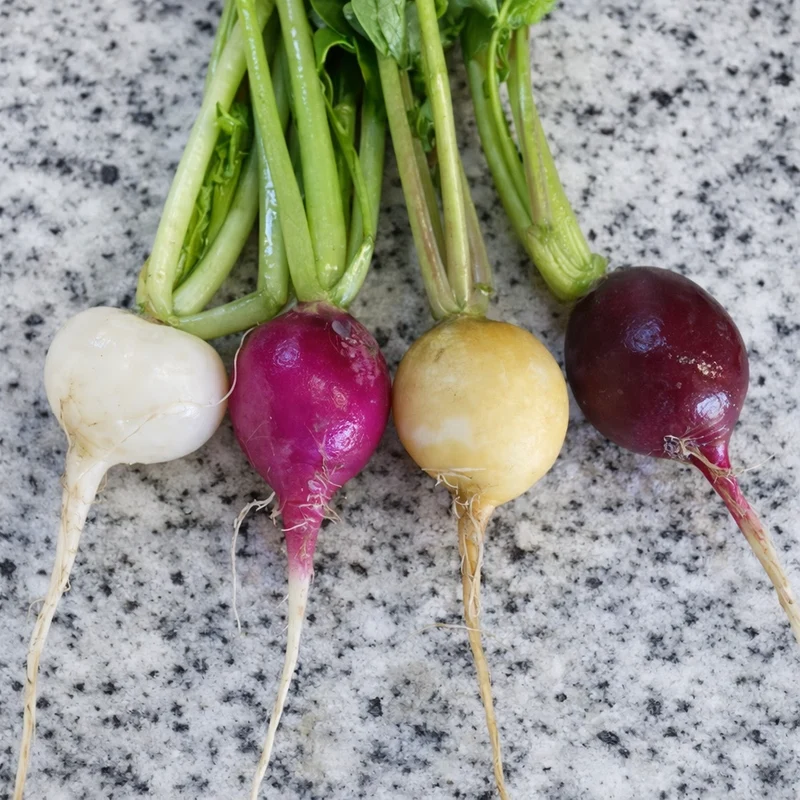Mélange de radis ‘Tourne-Sol’ ( Raphanus sativus )