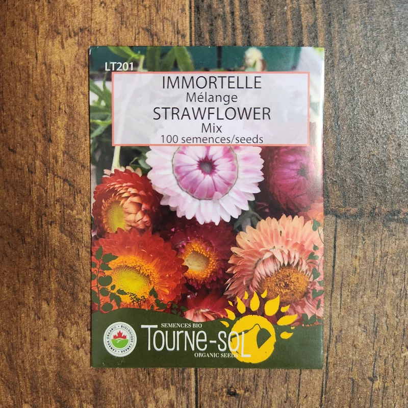 Mélange Immortelles ( Helichrysum spp. )