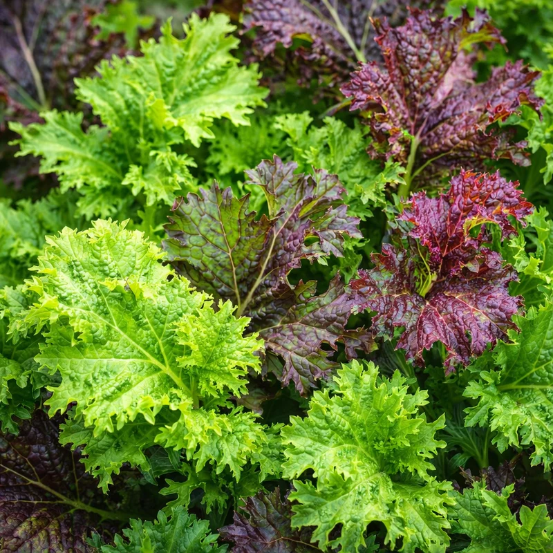 Mélange de moutardes piquantes ( Brassica juncea )