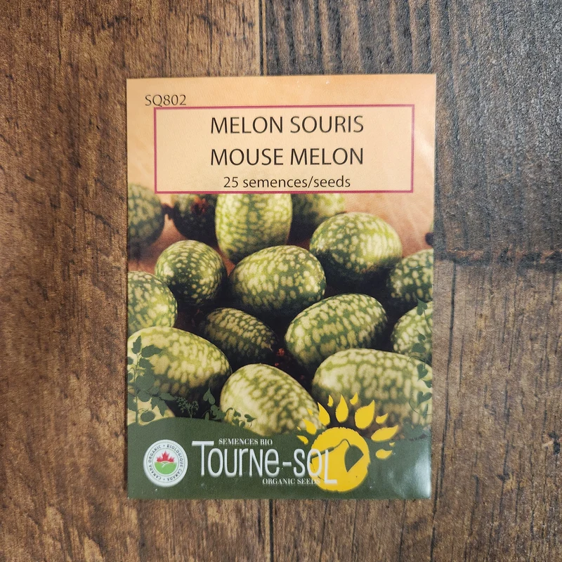 Concombre ‘Melon Souris’ ( Melothria scabra )
