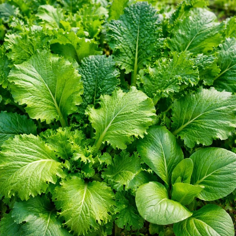 Mesclun ‘Combo Crucifères de base’ ( Brassica spp. )