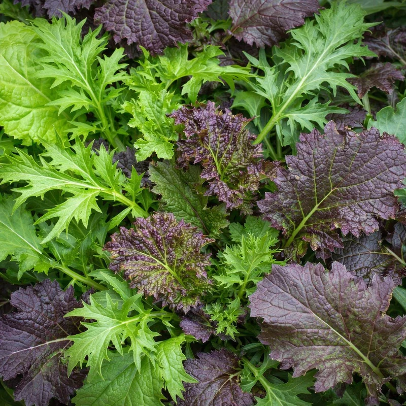 Mesclun Combo Crucifères de Luxe ( Brassica spp. )