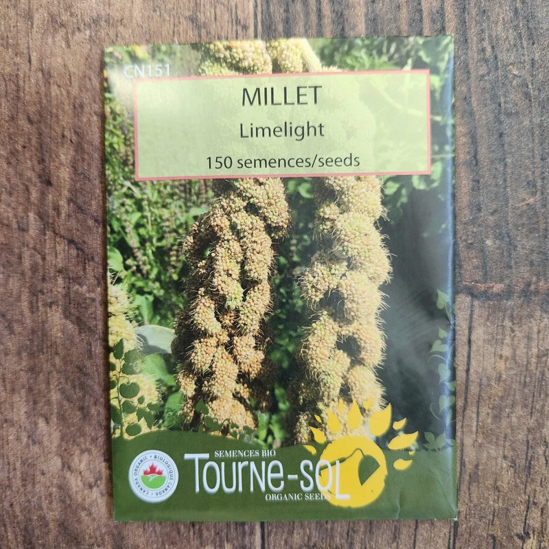 Millet ‘Limelight’ ( Setaria italica )