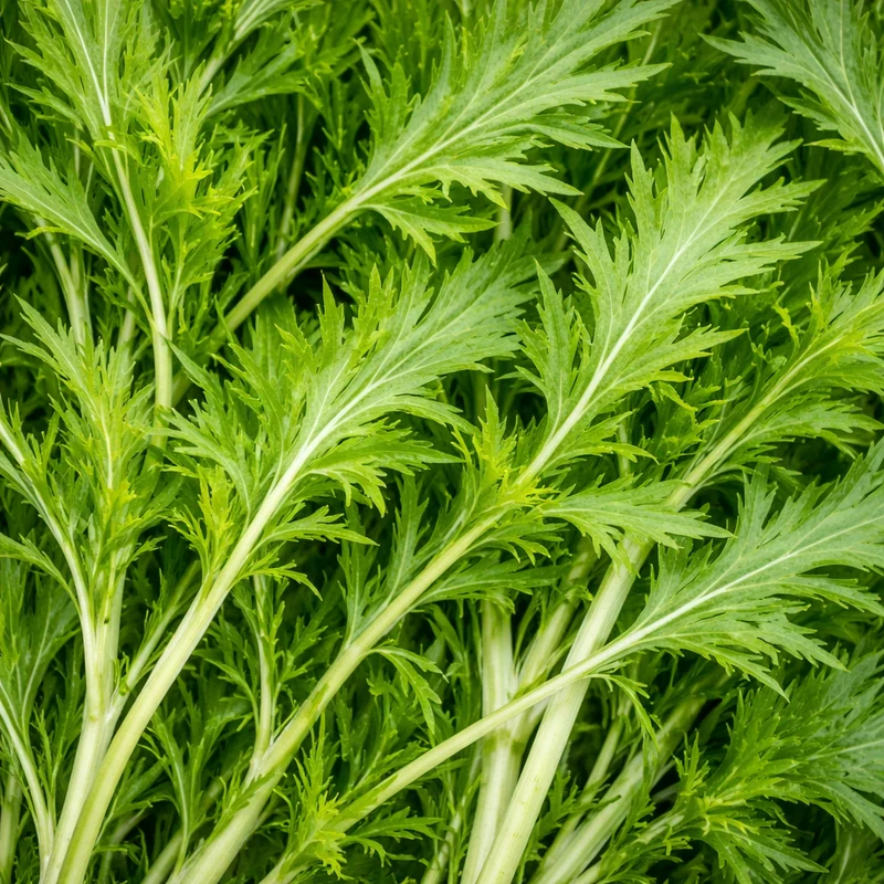 Mizuna ( Brassica rapa )