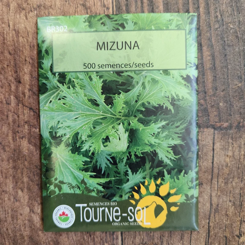 Mizuna ( Brassica rapa )