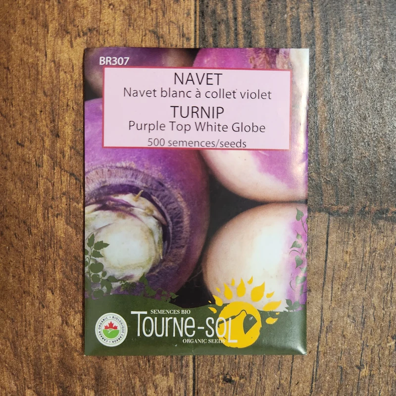 Navet blanc à collet violet ( Brassica rapa )