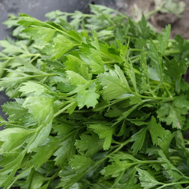 Persil italien ( Petroselinum crispum )