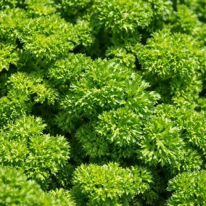Persil frisé ( Petroselinum crispum )