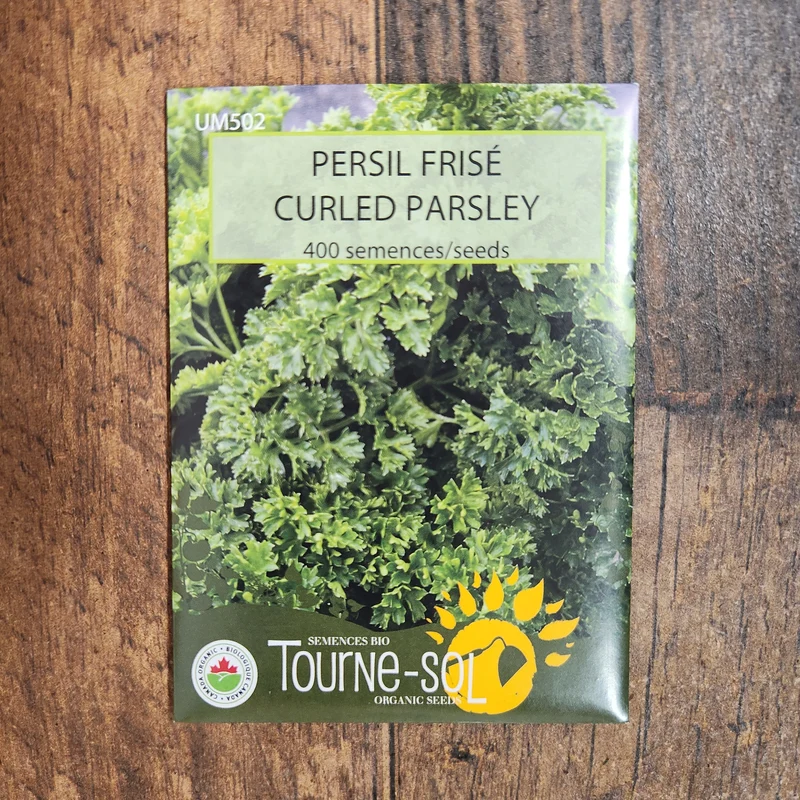 Persil frisé ( Petroselinum crispum )